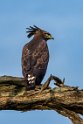 110 Masai Mara, afrikaanse zwarte kuifarend